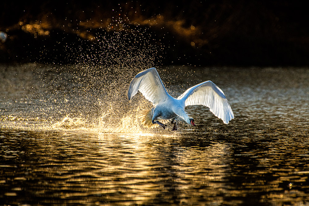 Platz 5 Johann Kerler
